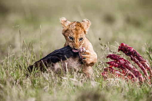 Cute lion cub eating his food in the wild.