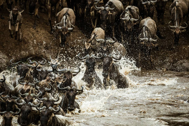 istock Herd of wildebeest migrating across Mara river. 1496577902