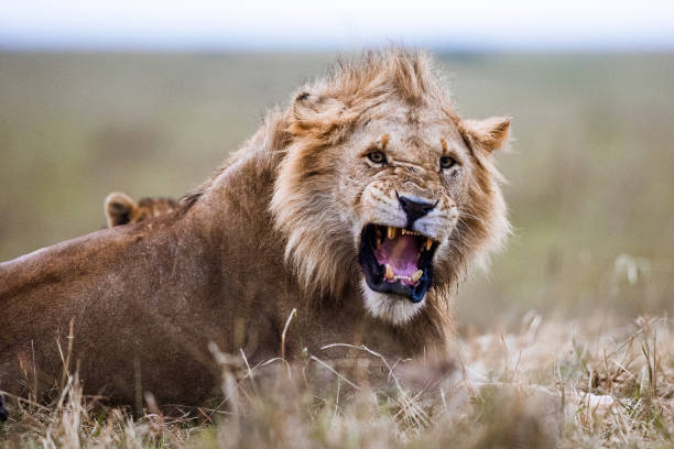 istock Lion's roar in nature. 1496577927