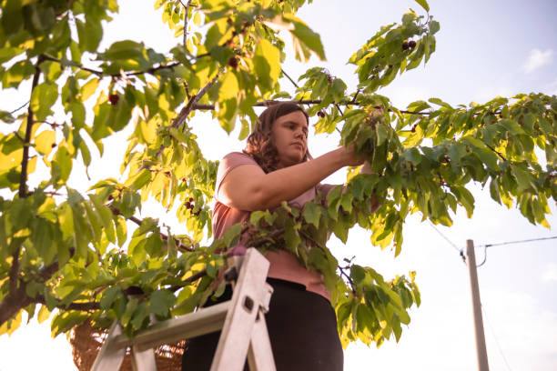 istock If you get higher up the tree, there are sweeter cherries 1496577984
