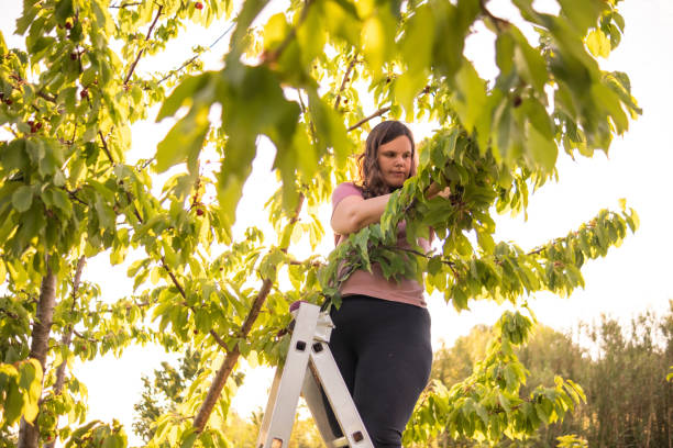 istock Hand picking is the best way to harvest cherries with stems 1496578706