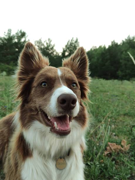 istock Border Collie's Intelligent Gaze 1496578778