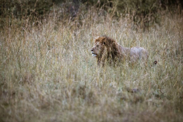 Majestic lion in tall grass in the wild. Copy space.