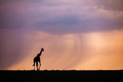 Silhouettes of a giraffe in the wild at sunset. Copy space.