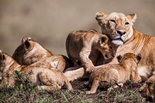 istock Lion cubs with lioness in the wild. 1496578866