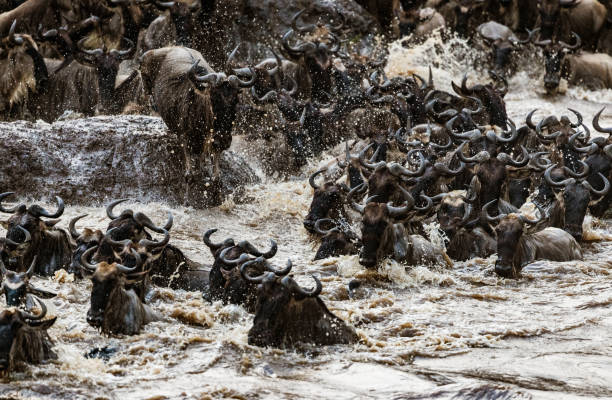 istock Great wildebeest migration in Masai Mara. 1496578948
