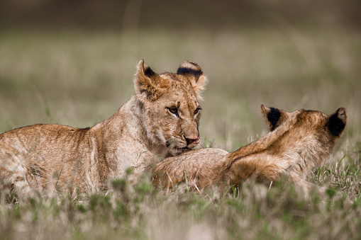 Teenage lions lying in grass in the wild.