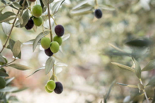 Green and brown olive fruit on a branch in autumn. In Dalmatia, Croatia.