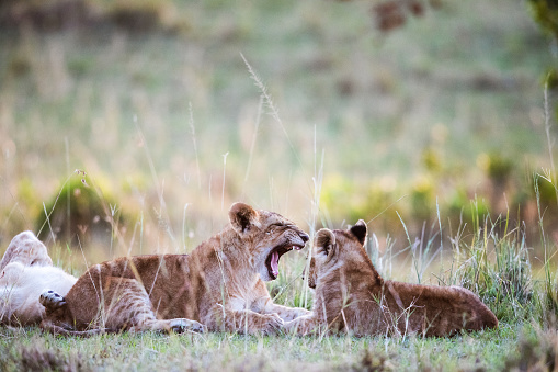Cute lion cub's roar in the wild.