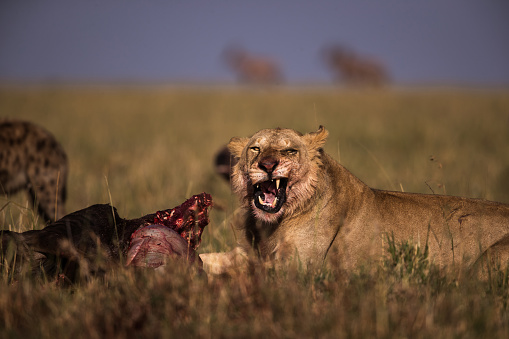 Young male lion eating wildebeest in the wild. Copy space.