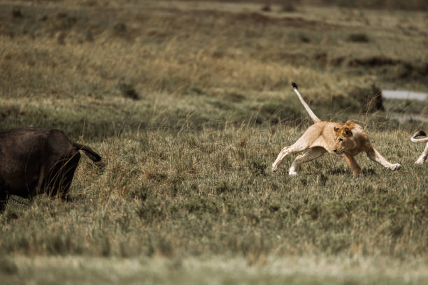 liones carring its cub