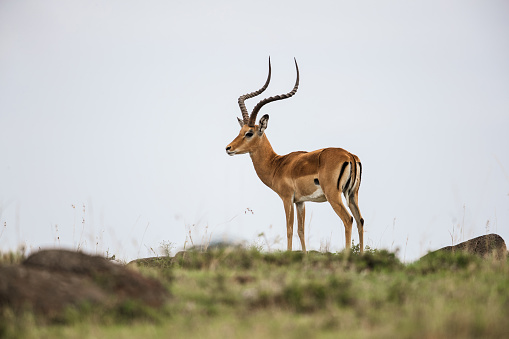 Impala in Masai Mara national park.