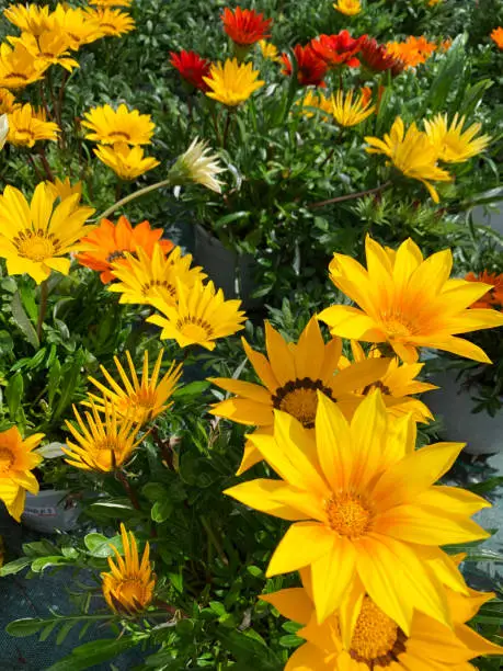 Yellow Gazania or treasure flowers in full bloom in a city park. Gazania rigens.