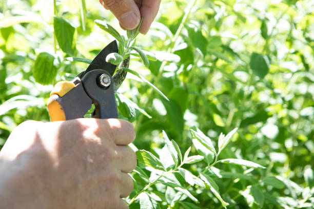 istock Close-up of hands and secateurs pruning a bush 1496580696
