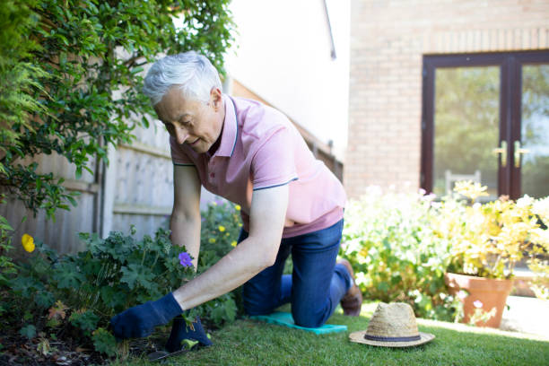 istock Mature man working in a domestic garden 1496580834