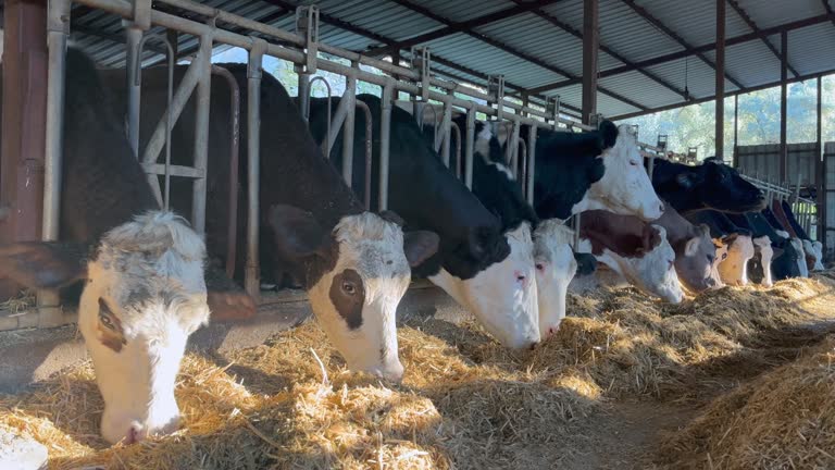 Cows eating hay in barn. Cattle in modern dairy farm. Cows breeding at farm 4k stock video