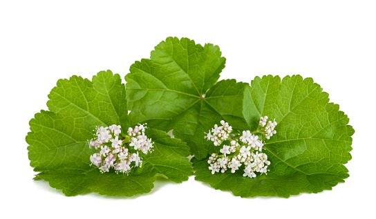 Valerian flowers with  mallow leaves isolated on white background