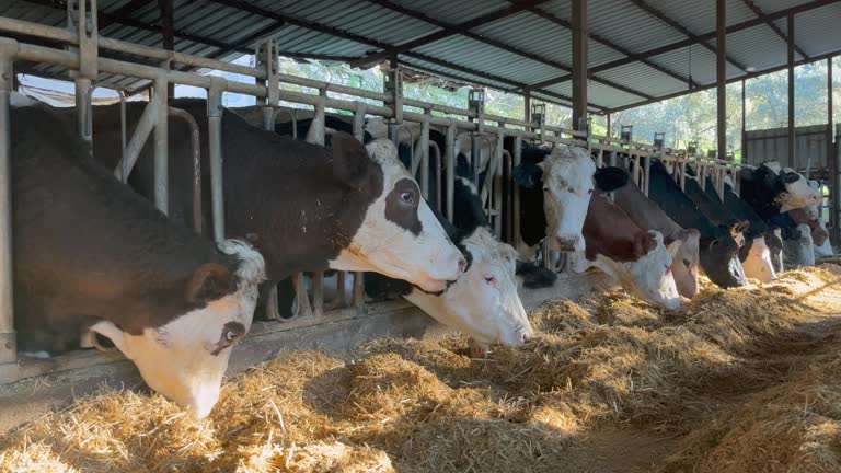 Cows eating hay in barn. Cattle in modern dairy farm. Cows breeding at farm 4k stock video