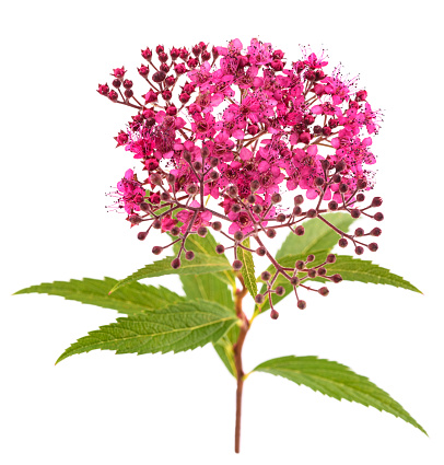 Japanese Spiraea flowers isolated on  white background