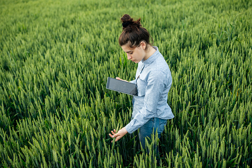 A female agricultural technician uses a tablet to check the growth of wheat crops in adricultural fields.