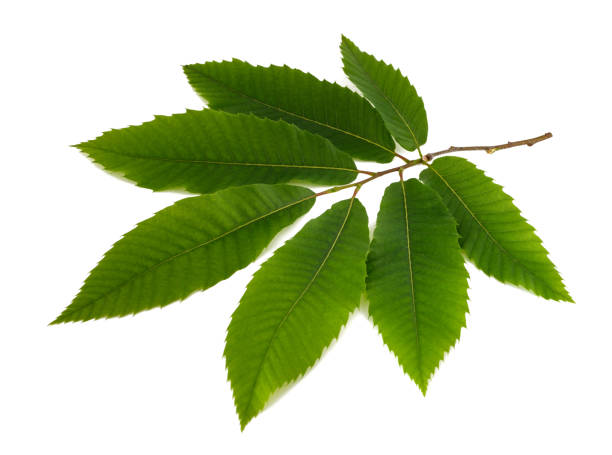 istock Chestnut branch with leaves 1496581914
