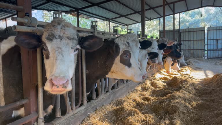 Cows eating hay in barn. Cattle in modern dairy farm. Cows breeding at farm 4k stock video