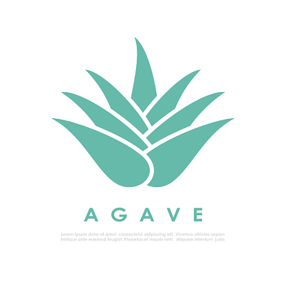 Agave cactus vector icon on white background