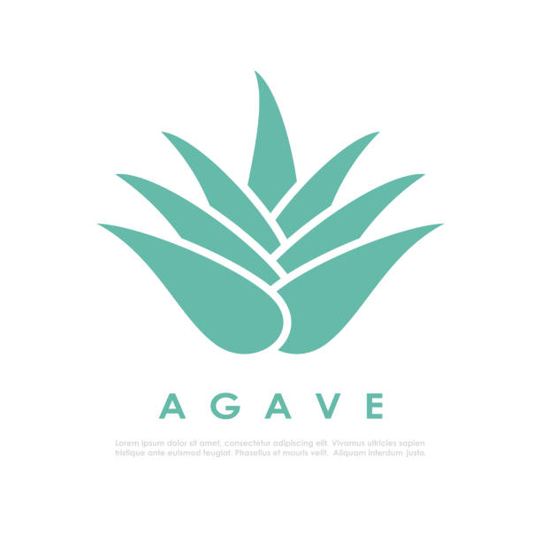 Agave cactus vector icon Agave cactus vector icon on white background aleo vera stock illustrations