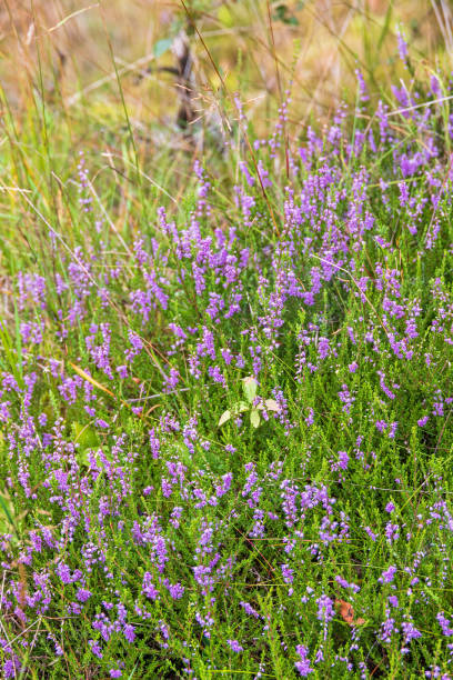 istock Flowering heather in the summer 1496582761