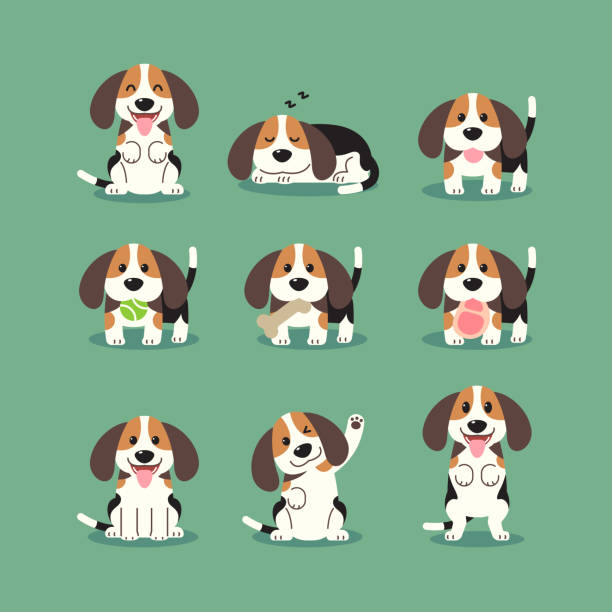 rysunkowe szczenięta rasy beagle w różnych pozach. - szczenię stock illustrations