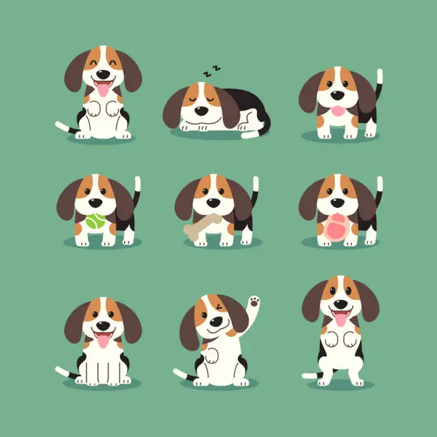 Vector illustration of Cartoon beagle puppies in various poses.