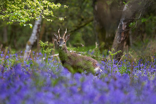 Roe Deer ambling through the bluebells in Haining Wood near Whitecross