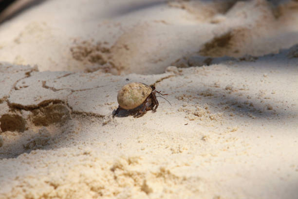 This is a hermit crab (Dardanus megistos) emerging from a shell on a beach in Koh Lipe Satun, Thailand.