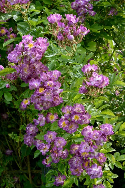 Purple flowers of Rose 'Veilchenblau'
