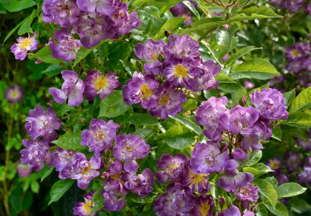 Purple flowers of Rose 'Veilchenblau'