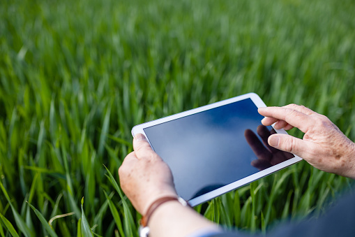 An unrecognisable farmer using a digital tablet while assessing the progress of his wheat crop. The crop is first wheat and is going to be used in low quality flour for baking and will be harvested in early September.
