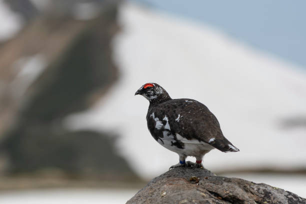 istock Rock Ptarmigan male keeping territory on rock 1496583676