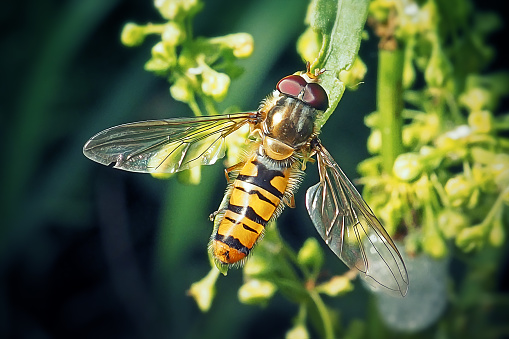 This is the well known Marmalade Hoverfly feeding on the pollen of a Verbascum in out rear garden. This hoverfly is one of the few flies able to crush and feed on pollen grains.