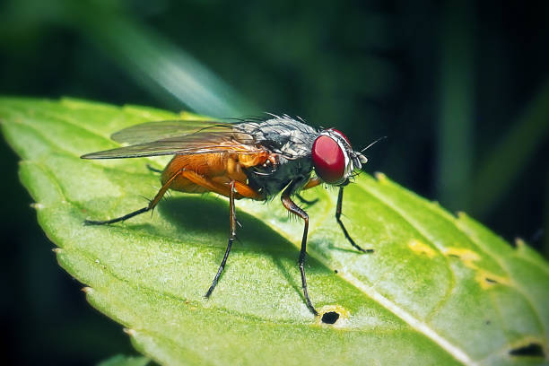 istock Musca domestica Housefly Insect 1496583787