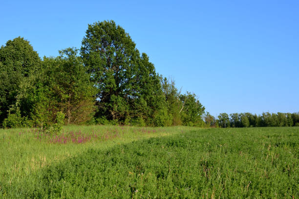 istock green field with forest on the left and blue sky on background, copy space 1496585452