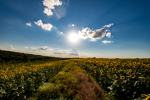 Sunflower field with sun.