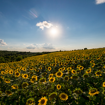 Sunflower field with sun.