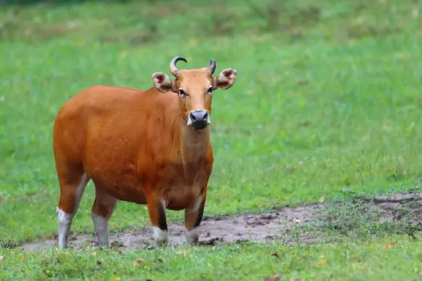 Wild Banteng and family in green field