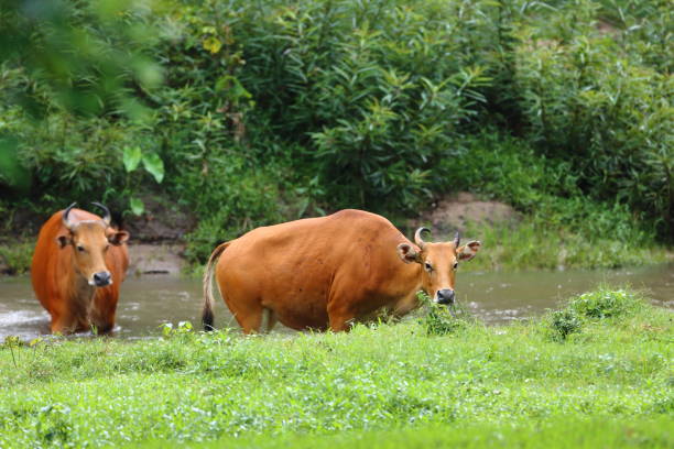 istock Wild Banteng and family in green field 1496586810