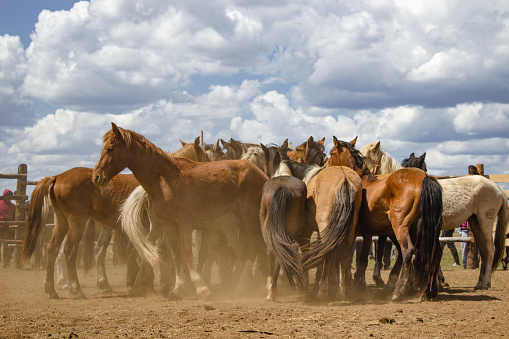 Herd of wild unbroken horses