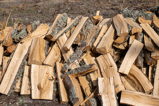 Piles of wood in nature