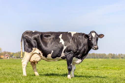 Dairy cow cattle black and white, standing on a path, Holstein cattle, udder large and full and mammary veins, a blue sky