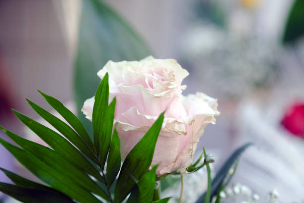 Single red rose from above against out of focus green background