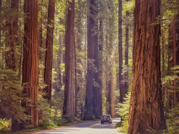 istock Car driving down a scenic winding road in a lush forest 1496593673