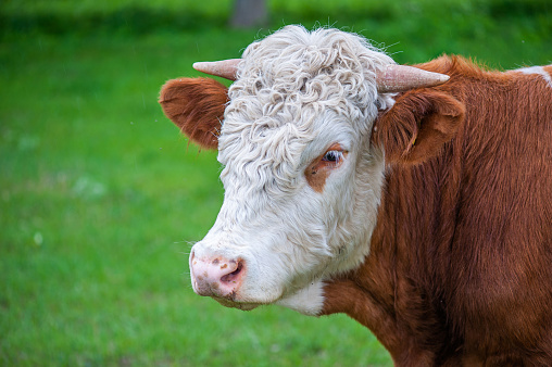 Headshot of an American Brahman cow in Texas. The first cattle breed developed in America in early twentieth century